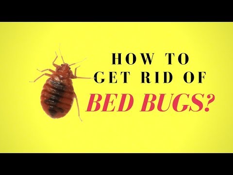 How to Get Rid of Bed Bugs Fast ❌ Bed Bug Removal Home...
