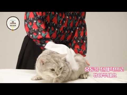 COCO SSDAMSSDAM BODYCARE FOR CAT