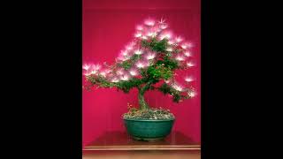 Download lagu Putri Malu Bisa Secantik Ini #shorts mp3 Download lagu Putri Malu Bisa Secantik Ini #shorts mp3