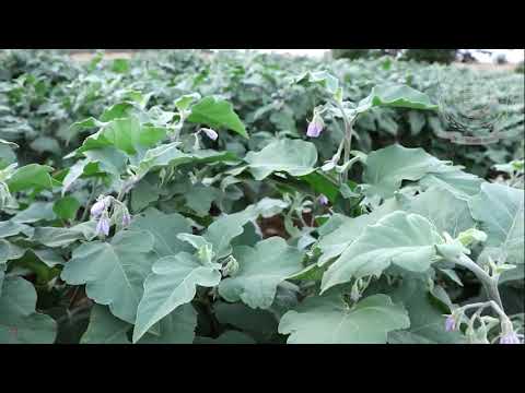 , title : 'Scientific cultivation of Brinjal/Dr Ashok Yadav, PhD Horticulture, GBPUA&T Pant Nagar, Uttarakhand'