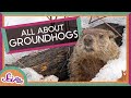 Fun Facts About Groundhogs! | Groundhog Day | SciShow Kids