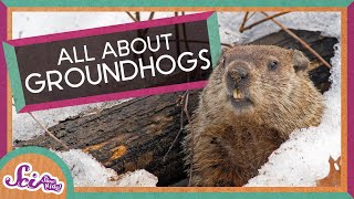 Fun Facts About Groundhogs!
