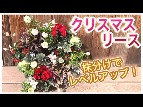 , title : '【クリスマスリース】X‘mas wreath of the garden flowers! ☆寄せ植えのリースバスケット