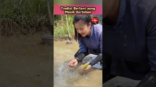 Download lagu Beginilah Gadis Desa Menanam Padi. #shorts #petani #sawah #pertanian mp3