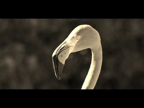 10 Pergaminos del Exito