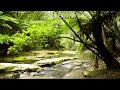 Forest Nature Sounds In Australia With A Relaxing Flowing Creek And Birds Singing And Chirping