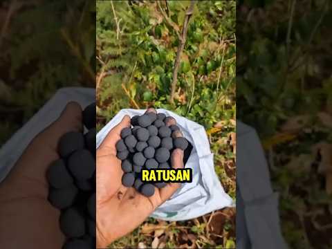 Bola Hitam Kecil Ini Bisa Menyelamatkan Dunia!