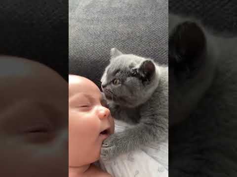 Kutunun İçine Sığmaya Çalışan İnatçı Kedi