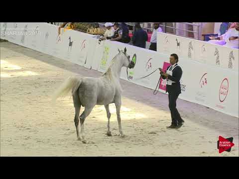 N 339 FAIR   Sharjah International 2019