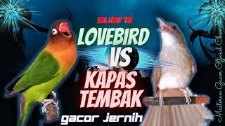 Download lagu Suara Kapas Tembak Gacor dan Lovebird Ngekek Panjang // Top Untuk Masteran murai mp3