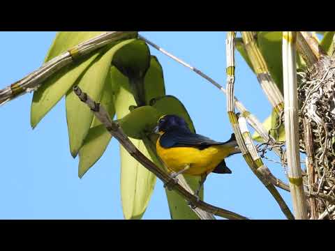 Panama. Thick-billed Euphonia. March 2, 2024. Panama City
