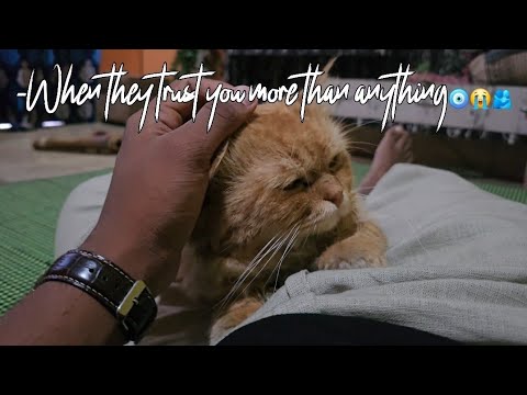 When they trust you more than anything🫶❤️‍🩹🧿!!@smartycat11!!#song#trending#foryou#viral#lovesong#fyp