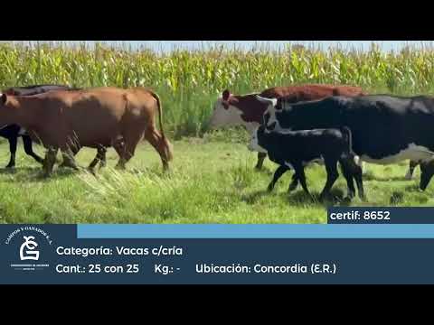Lote VC C/ Cría Concordia E Rios
