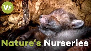 Nature's Nurseries: Why Animals Go to Extreme Lengths to Protect Their Babies (Documentary, 2020)