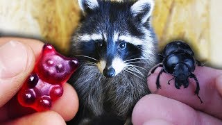 Что выберет ЕНОТ? Желейный медведь или жук? ТЕСТ на ЛОГИКУ, ТЕСТ на ИНТУИЦИЮ😎
