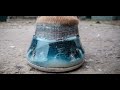 The Future of Horse shoeing