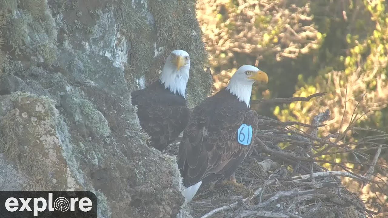 Live webcam view of Cámara del nido de águilas calvas