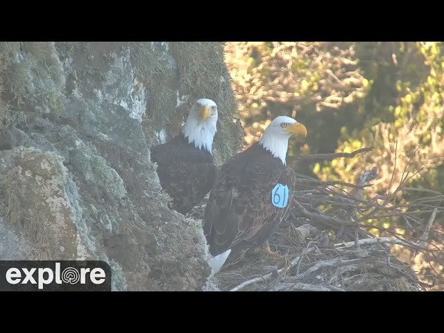 カタリナ島 ウエストエンド ハクトウワシの巣