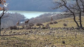 Елени лопатари и муфлони в ЛС "Болярци" привличат интереса на ловци от страната и чужбина