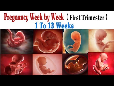 Pregnancy Week By Week 1 41 Weeks Fetal Developments