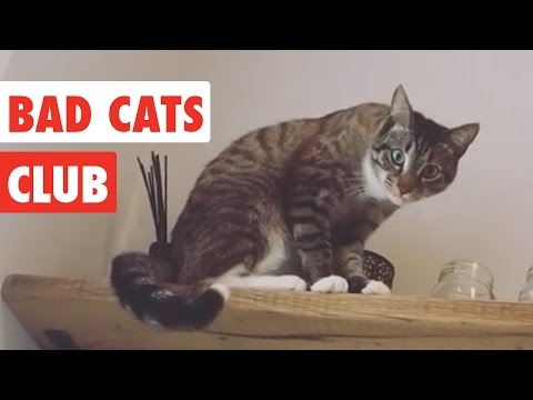 Bad Cats Club | Funny Cat Video Compilation 2020