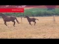 Foal femelle - Spingbank II Vh x Don Juan de hus
