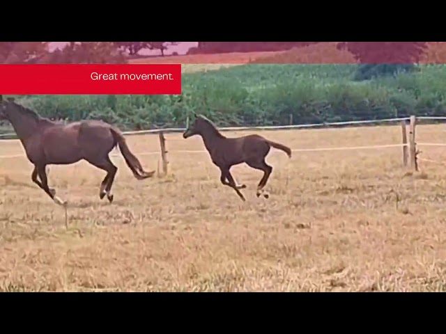 Foal femelle - Spingbank II Vh x Don Juan de hus 