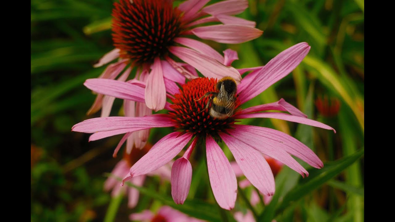 Video Preview. Click to play video.