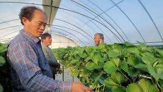 논산 딸기 엽면시비 비료량 엽면시비 비료량