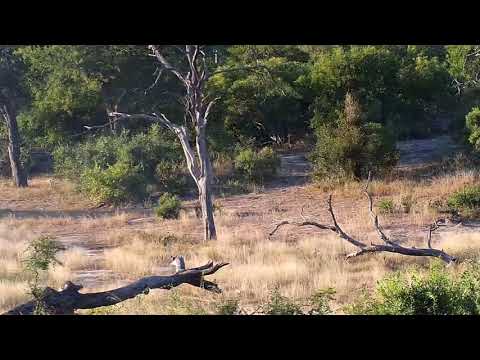 Djuma: Audio of Vervet Monkeys alarming - 16:21 - 05/04/19