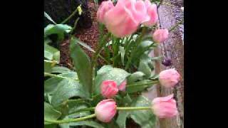 Veni Veni Emmanuel - Hayley Westenra