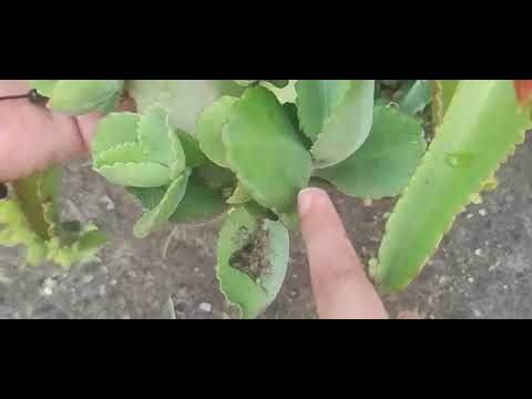 Documental Nariño -colon