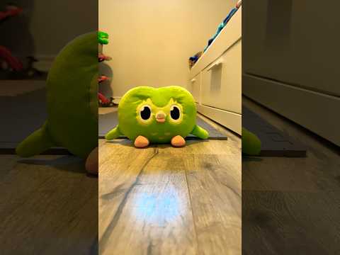 Duo Owl Funny Chaos in Real Life 🤣 Viral Unexpected Fun