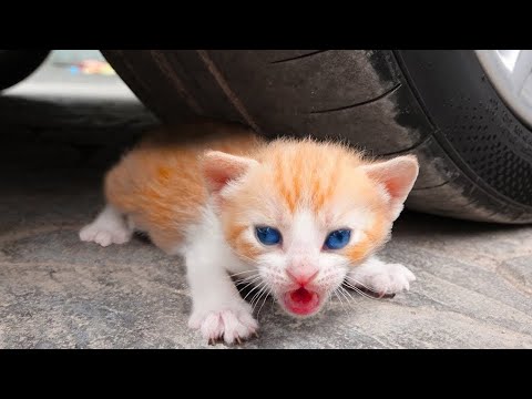 Essayer de ne pas rire 🤣 meilleurs chiens et chats drôles partie 24