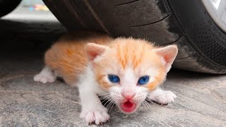 Essayer de ne pas rire 🤣 meilleurs chiens et chats drôles partie 24