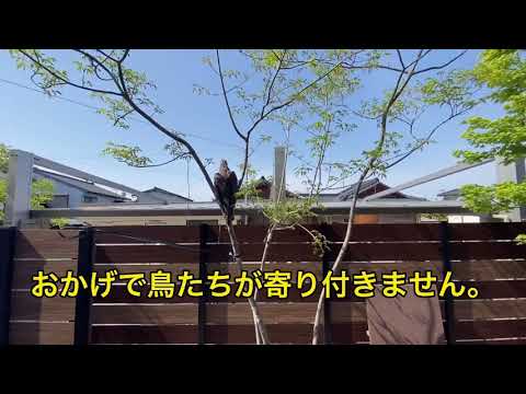 きれいなコンクリートのテラスの鳥の糞