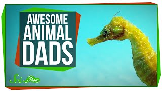 Awesome Animal Dads