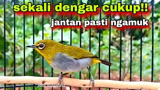 Download lagu Pleci Betina Birahi Memanggil Jantan. Pleci Jantan Pasti Nyaut mp3 Download lagu Pleci Betina Birahi Memanggil Jantan. Pleci Jantan Pasti Nyaut mp3