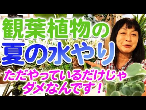 嵐の前後にプールを維持するにはどうすればよいですか?きれいな水を見つけるために知っておくべきことすべて  庭園
