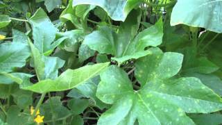 Treatment for White Spots or Powdery Mildew on Cucumber &amp; Squash Plants - The Rusted Garden 2013
