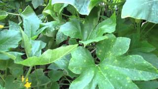 Treatment for White Spots or Powdery Mildew on Cucumber & Squash Plants - The Rusted Garden 2013