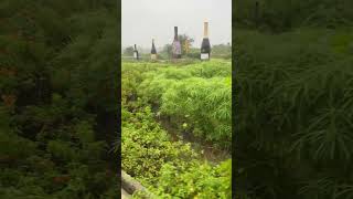 #sula