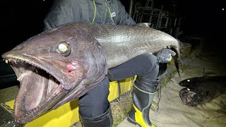 全身の90%が大トロの深海魚釣って食う