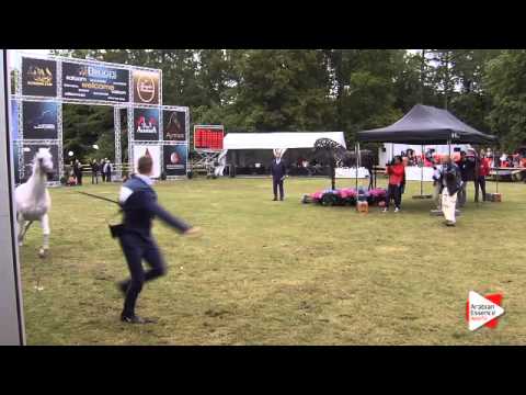 N.203 PANIKA - Bruges 2015 International - Best Movement (Class 113)