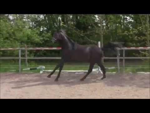 Lessing 2jährig freilaufend