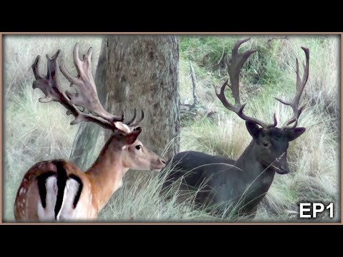 **FALLOW DEER ANTLER GROWTH** DID YOU KNOW? DEER GROW NEW ANTLERS EVERY YEAR | AUSTRALIA | EP1, S2