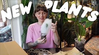 my first unboxing of the year!!! new plants from north shore tropicals 🥹🌿🖤📦