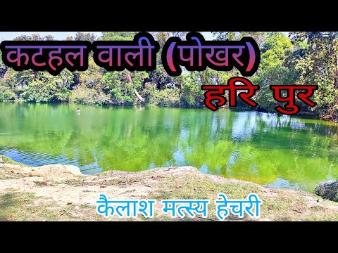 kathal wali pokhar l hari pur ll kailash matsay hechari