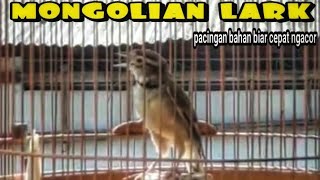 Download lagu MASTERAN mongolian lark YANG JARANG DIMILIKI!!! MATERI BURUNG SE PASAR DI TIRUKAN mp3 Download lagu MASTERAN mongolian lark YANG JARANG DIMILIKI!!! MATERI BURUNG SE PASAR DI TIRUKAN mp3