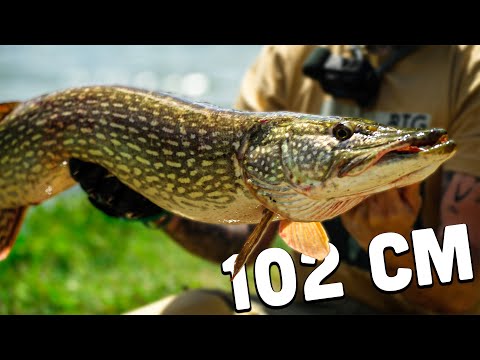 Wobler Mikado MFT Jerk / 10cm / Lemon Tiger Tonący / 1szt film wideo